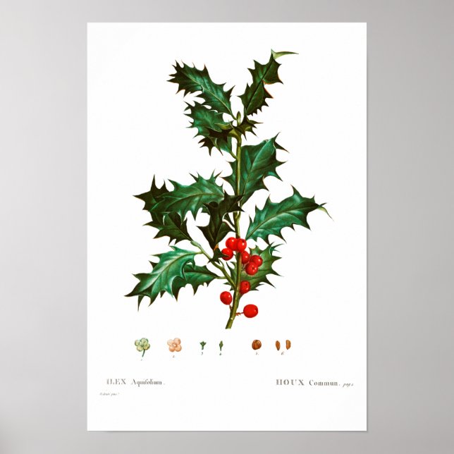 VINTAGE BOTANIQUE COMMUN HOLLY POSTER (Devant)