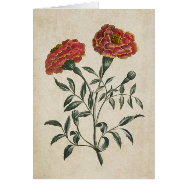 Vintage Botanique Floral Français Marigold (Devant)