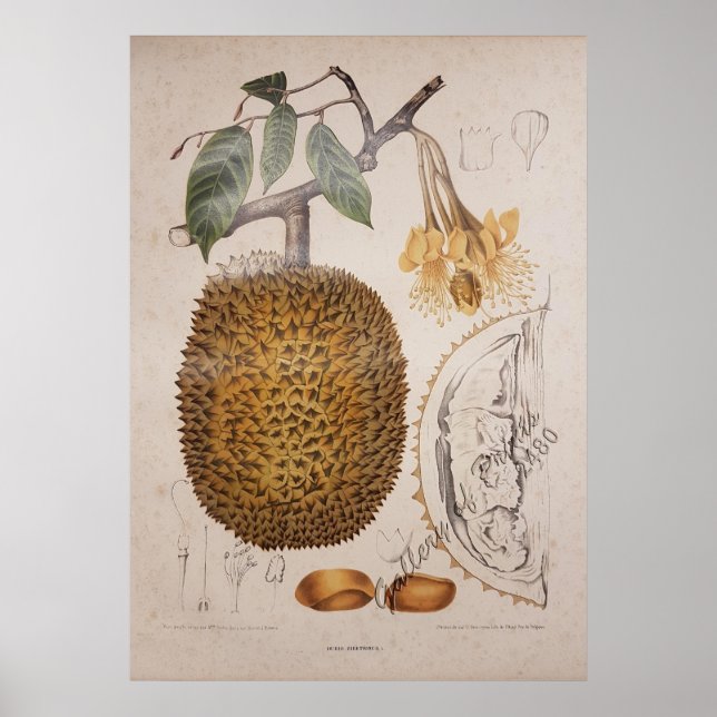 Vintage botanische Abbildung von Duran Obstfrucht Poster (Vorne)