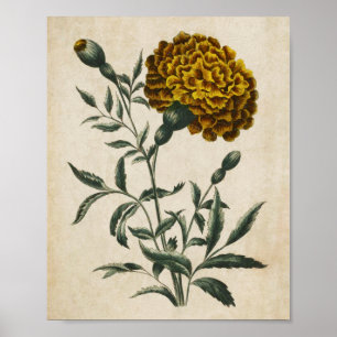 Vintage botanische afrikanische Marigold Poster
