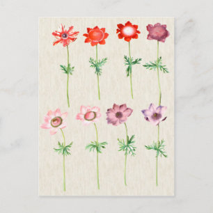 Vintage botanische AnemonIllustration Postkarte