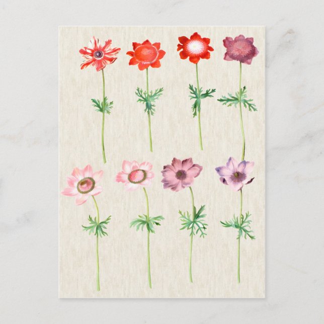 Vintage botanische AnemonIllustration Postkarte (Vorderseite)