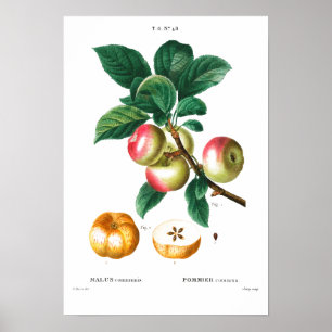 VINTAGE BOTANISCHE APEL REDOUTÉ POSTER