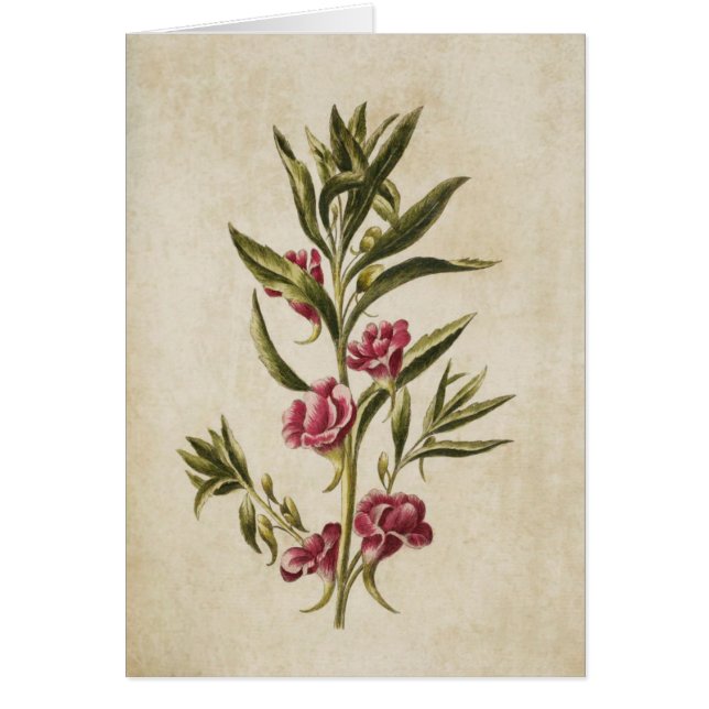 Vintage botanische Balsamblütendarstellung (Vorne)