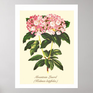 Vintage-Botanische Berglorbeerblüte Poster
