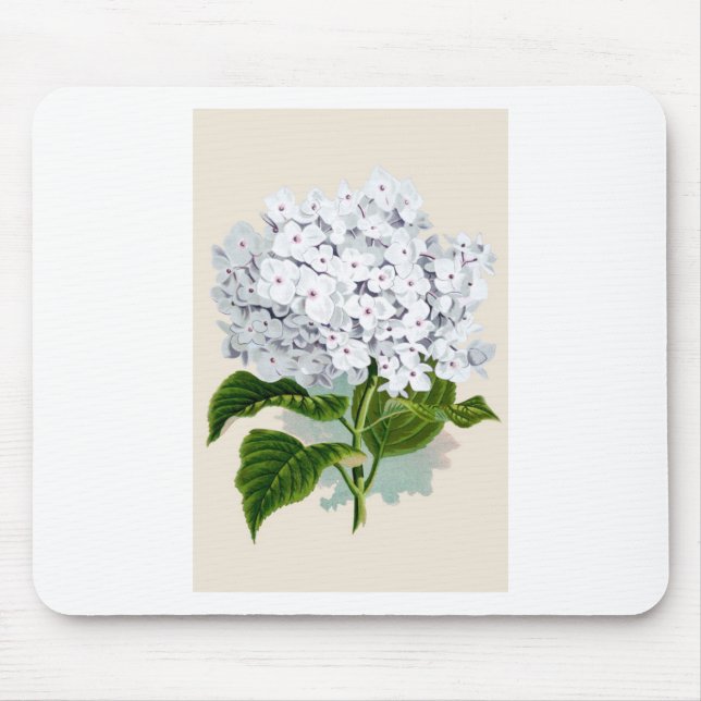 Vintage botanische Bilder von White Hydrangea Mousepad (Vorne)
