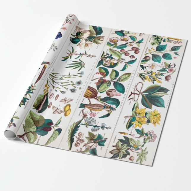 Vintage botanische Bildungstabelle Geschenkpapier (Ungerollt)