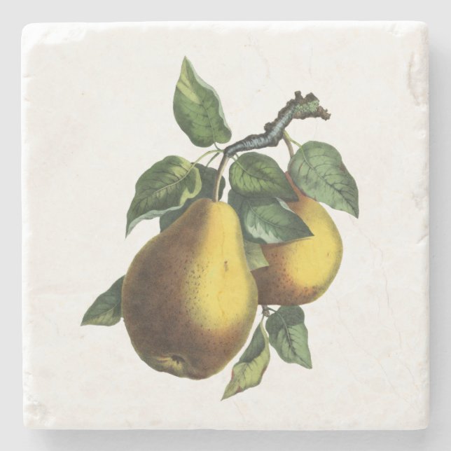 Vintage botanische Birne Steinuntersetzer (Vorderseite)