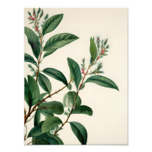 Vintage botanische Blätter Fotodruck