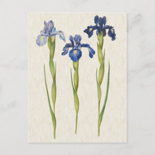 Vintage botanische Blaue Schwertlilie-Illustration Postkarte