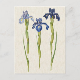 Vintage botanische Blauer Iris-Illustration Postkarte