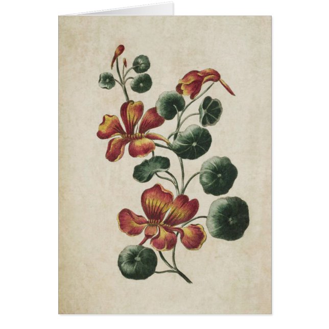 Vintage botanische Blumendarstellung (Vorne)