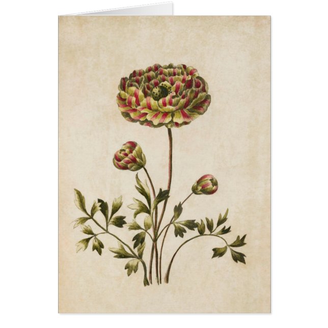 Vintage botanische Blumendarstellung (Vorne)