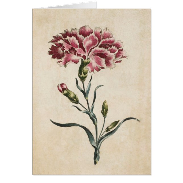 Vintage botanische Blumendarstellung (Vorne)