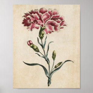 Vintage botanische Blumenkarnation Poster