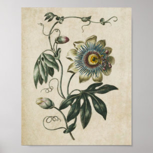 Vintage botanische Blumenleidenschaft Blume Drucke