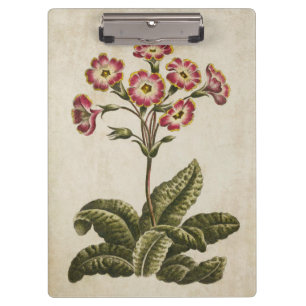 Vintage botanische Blumenpolianthus-Illustration Klemmbrett