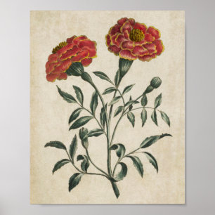 Vintage Botanische Blumenschrift Poster