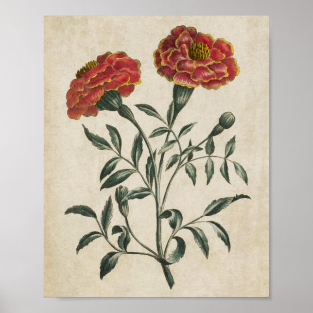 Vintage Botanische Blumenschrift Poster (Vorne)