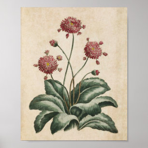 Vintage botanische Blumenzähne Poster