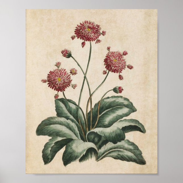 Vintage botanische Blumenzähne Poster (Vorne)