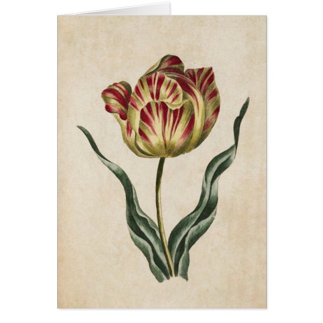 Vintage botanische Blütendarstellung (Vorne)