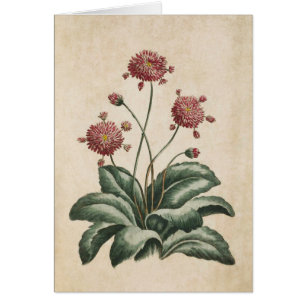 Vintage botanische Blütendarstellung