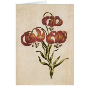 Vintage botanische Blütenlilie