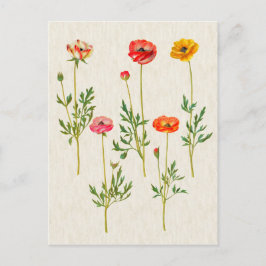 Vintage botanische Calendula-Illustration Postkarte