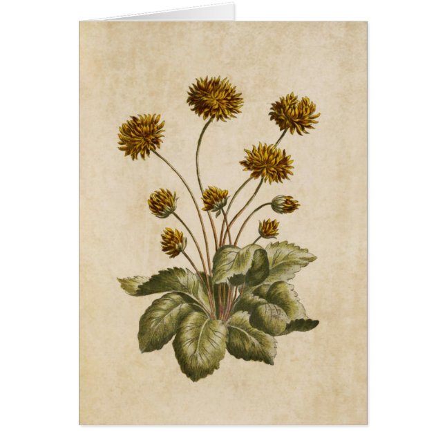 Vintage botanische Crowfoot Illustration (Vorne)