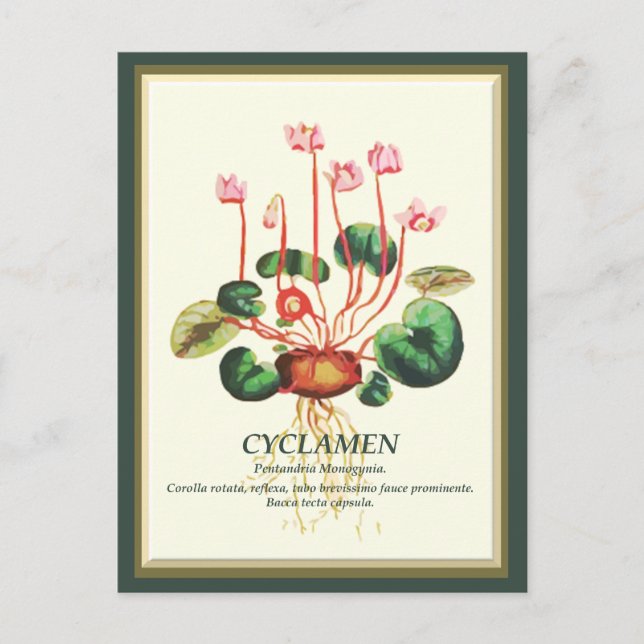 Vintage botanische Cyclamen Blume Postkarte (Vorderseite)