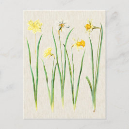 Vintage botanische Daffodil Illustration Postkarte