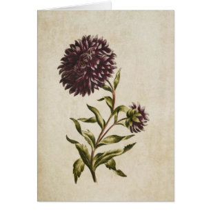 Vintage botanische Doppelaster-Illustration