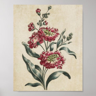 Vintage botanische doppelte Blütendrucke Poster