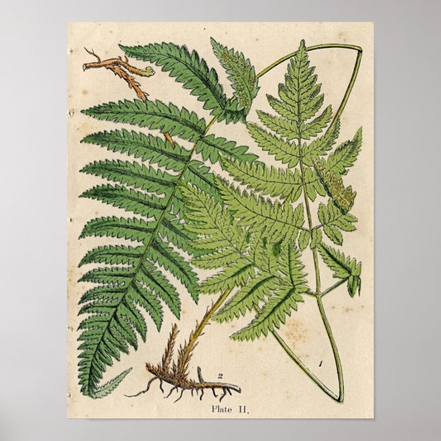 Vintage botanische Druckausgabe - Ferns Poster (Vorne)