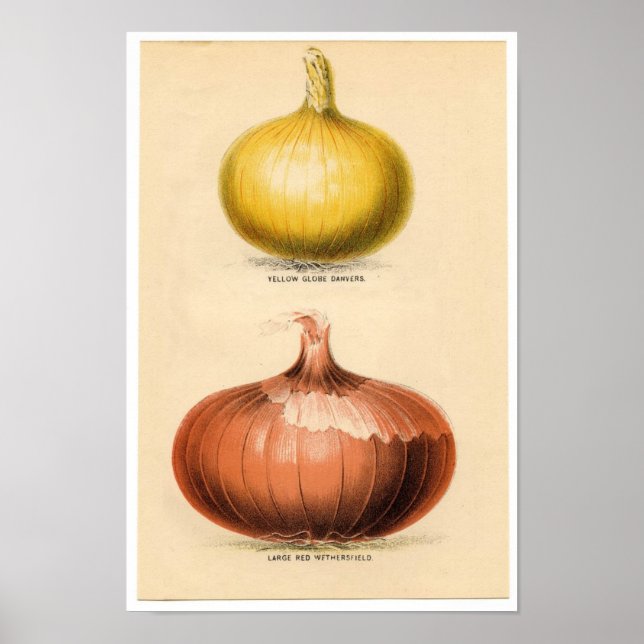 Vintage botanische Druckerei - Besätze Poster (Vorne)
