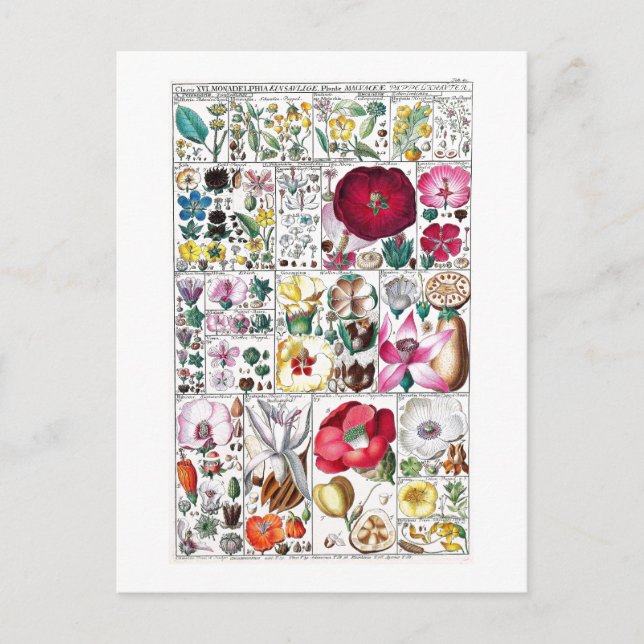 VINTAGE BOTANISCHE ERHEBUNG POSTCARD POSTKARTE (Vorderseite)
