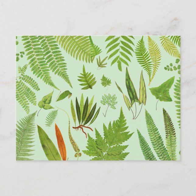 Vintage botanische Ferns Postkarte (Vorderseite)