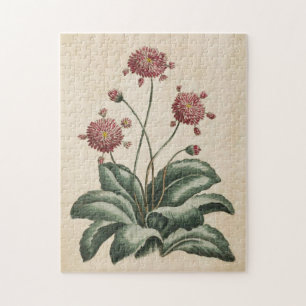 Vintage botanische Floral Daisy