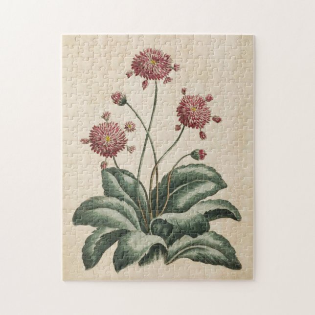 Vintage botanische Floral Daisy (Vertikal)