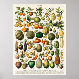 Vintage botanische FruchtIllustration Poster