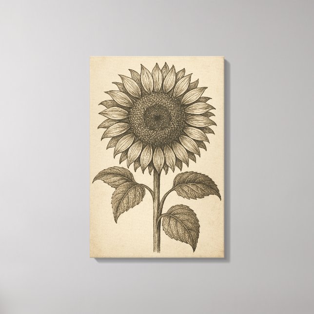 Vintage botanische Gravur des Sonnenblumenkopfes Leinwanddruck (Vorderseite)
