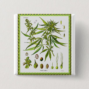 Vintage botanische Illustration, 1897 - Unkraut Button