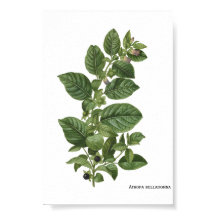Vintage Botanische Illustration Atropa Belladonna