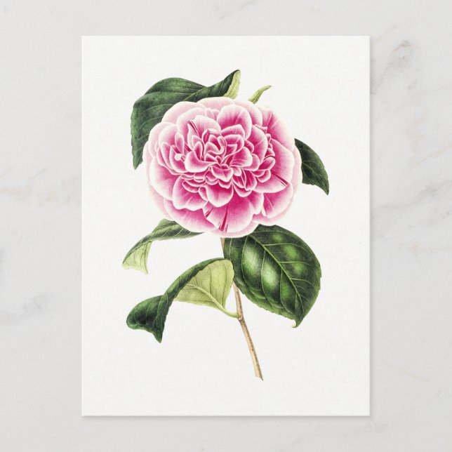 Vintage botanische Illustration der rosa Kamelien Postkarte (Vorderseite)