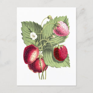 Vintage botanische Illustration einer Erdbeere Postkarte