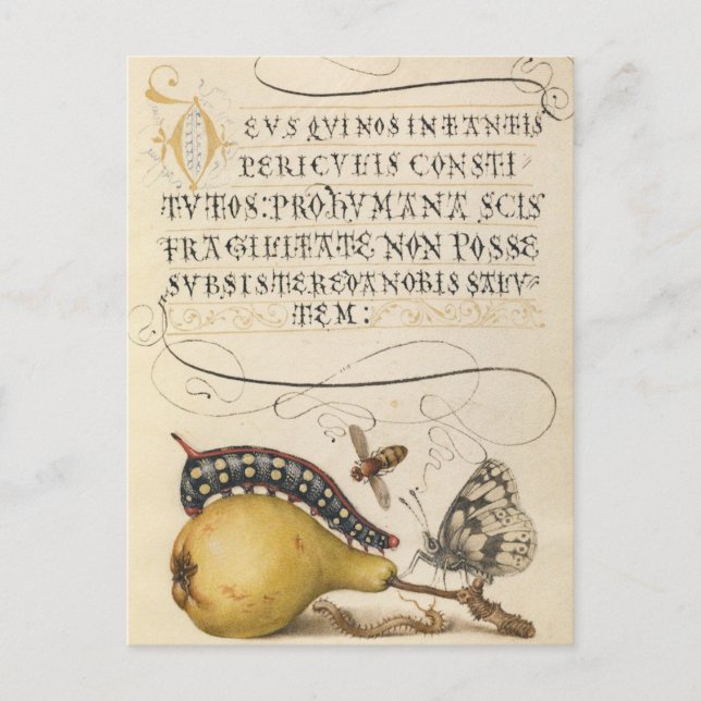 Vintage botanische Illustration Feiertagspostkarte (Vorderseite)