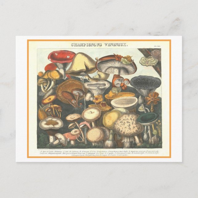 Vintage botanische Illustration Giftige Pilze Postkarte (Vorderseite)