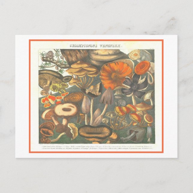 Vintage botanische Illustration Giftige Pilze Postkarte (Vorderseite)