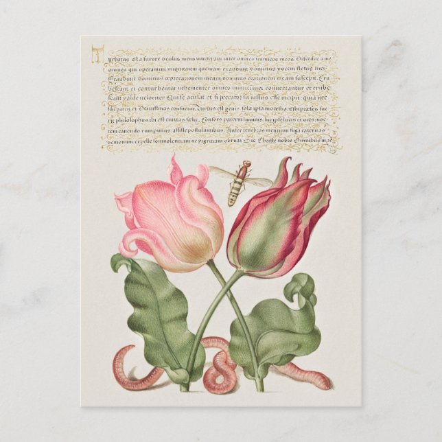 Vintage botanische Illustration Holiday Postkarte (Vorderseite)